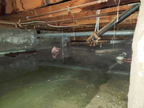 Best Professional water damage repair  in Laguna Beach, FL