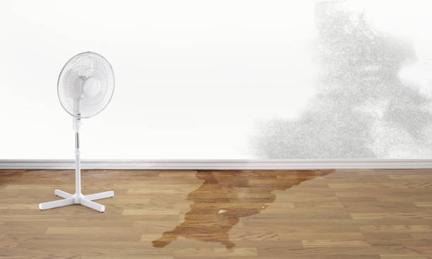 Best Carpet water damage restoration  in Laguna Beach, FL